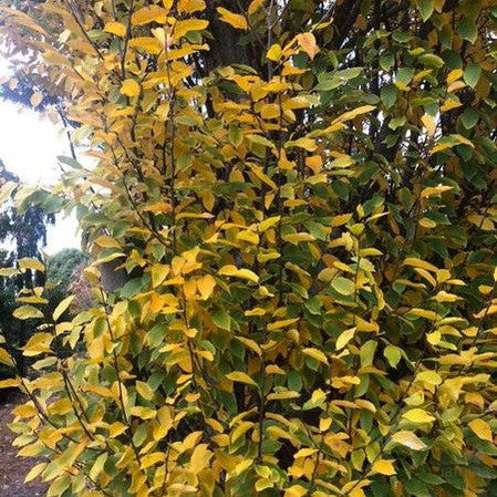 Carpinus betulus Fastigiata 2