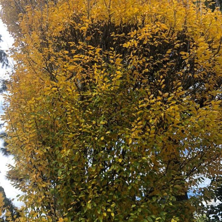 Carpinus betulus Fastigiata 3