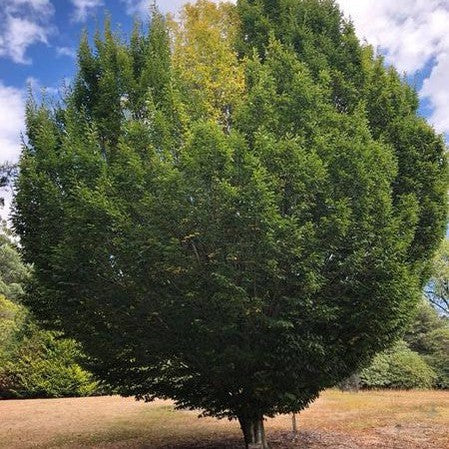 Carpinus betulus Fastigiata 5