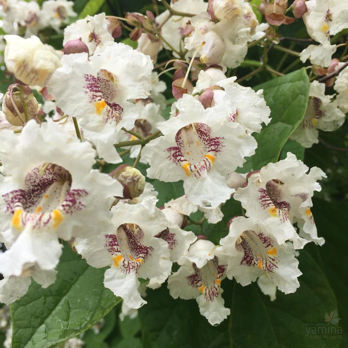 Catalpa bignonioides