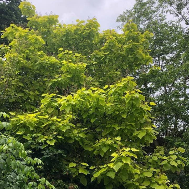 Catalpa bignonioides Aurea 2