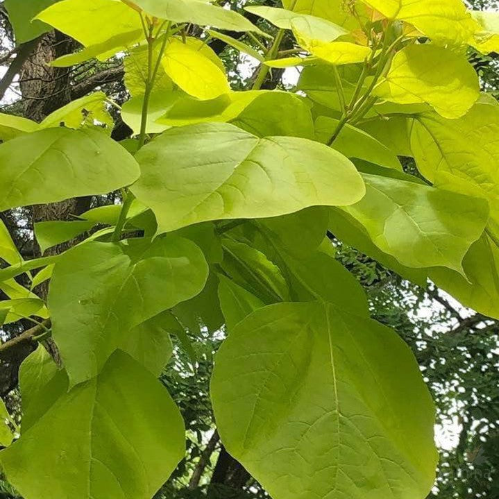 Catalpa bignonioides Aurea 3