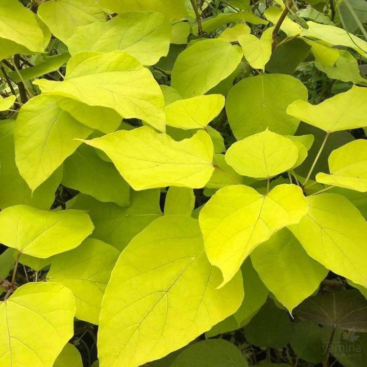 Catalpa bignonioides Aurea 5