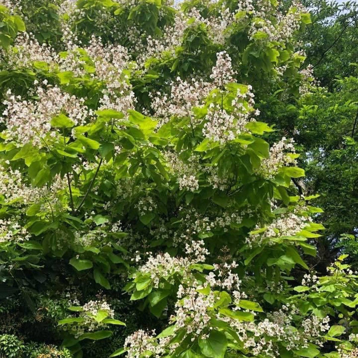Catalpa bignonioides Aurea 6