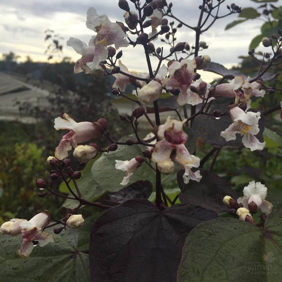 Catalpa x erubescens Purpurea 2