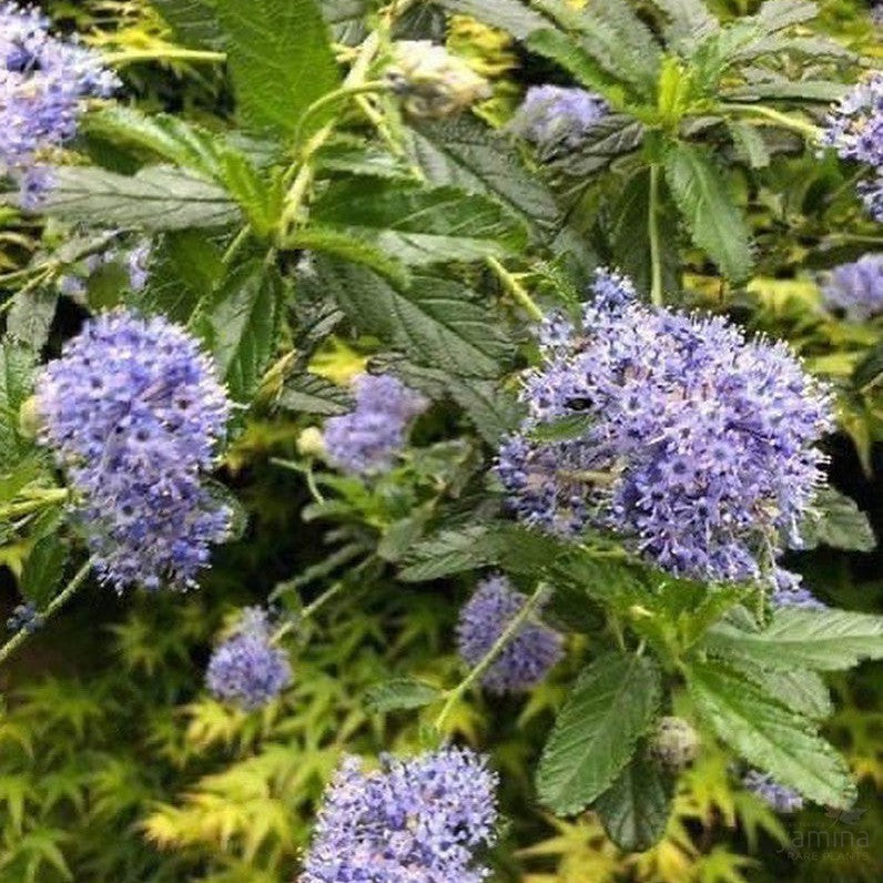 Ceanothus Joyce Coulter 2