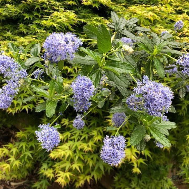 Ceanothus Joyce Coulter 3