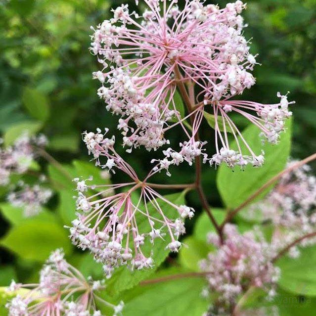 Ceanothus _ pallidus Perle Rose 1