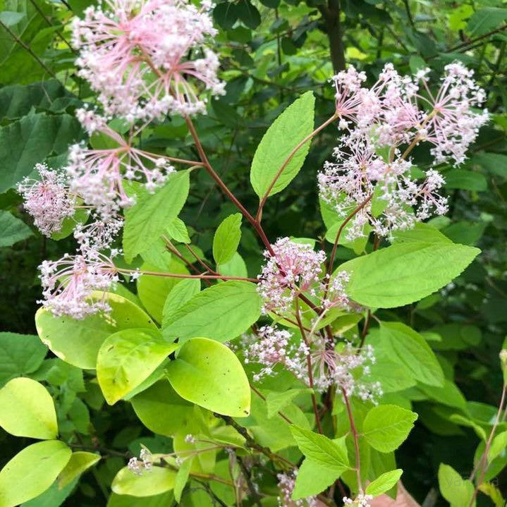 Ceanothus _ pallidus Perle Rose 2