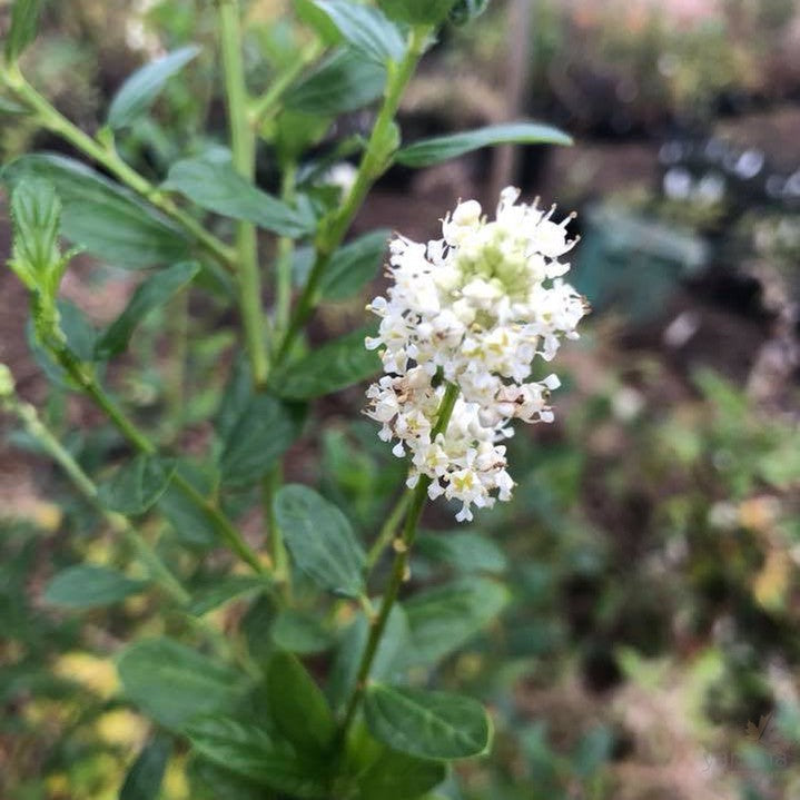 Ceanothus thyrsiflorus Snow Flurry 1