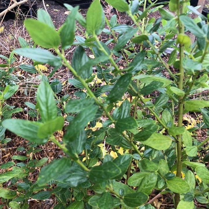 Ceanothus thyrsiflorus Snow Flurry 2