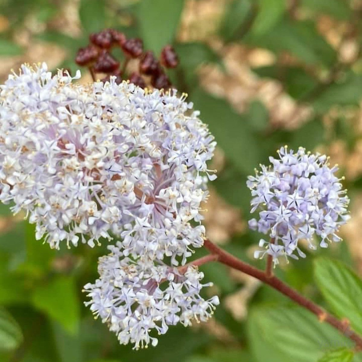 Ceanothus x delileanus Gloire de Versailles 1