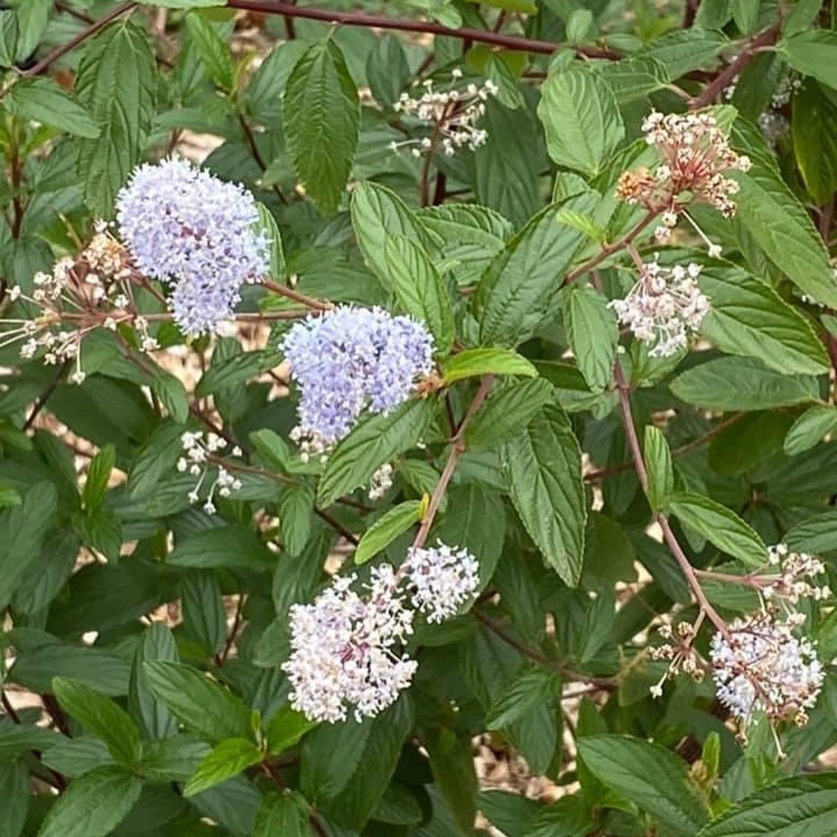Ceanothus x delileanus Gloire de Versailles 2