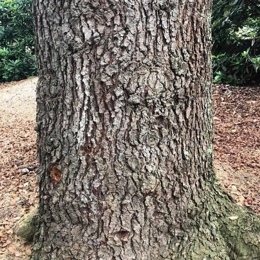 Cedrus deodara 2