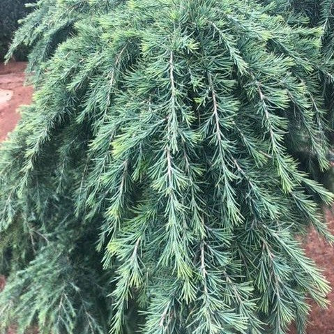 Cedrus deodara Feelin Blue 1