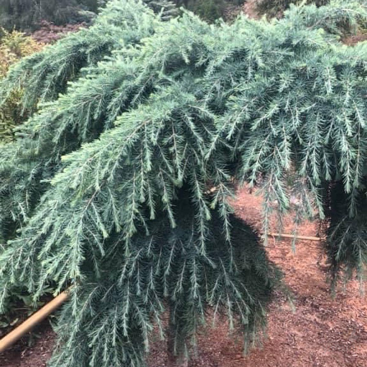 Cedrus deodara Feelin Blue 2