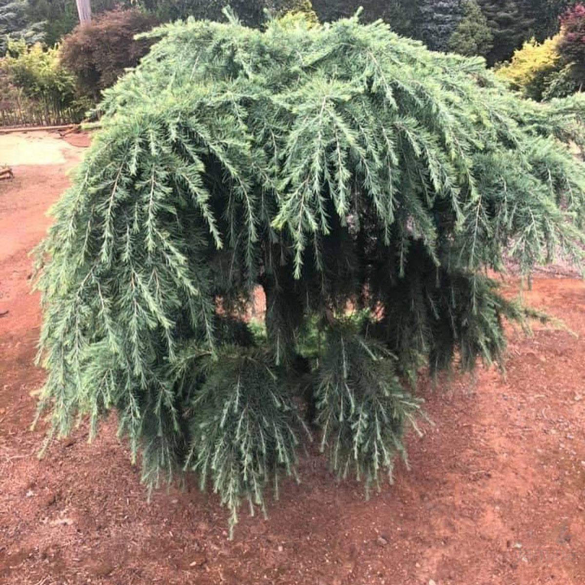 Cedrus deodara Feelin Blue 3