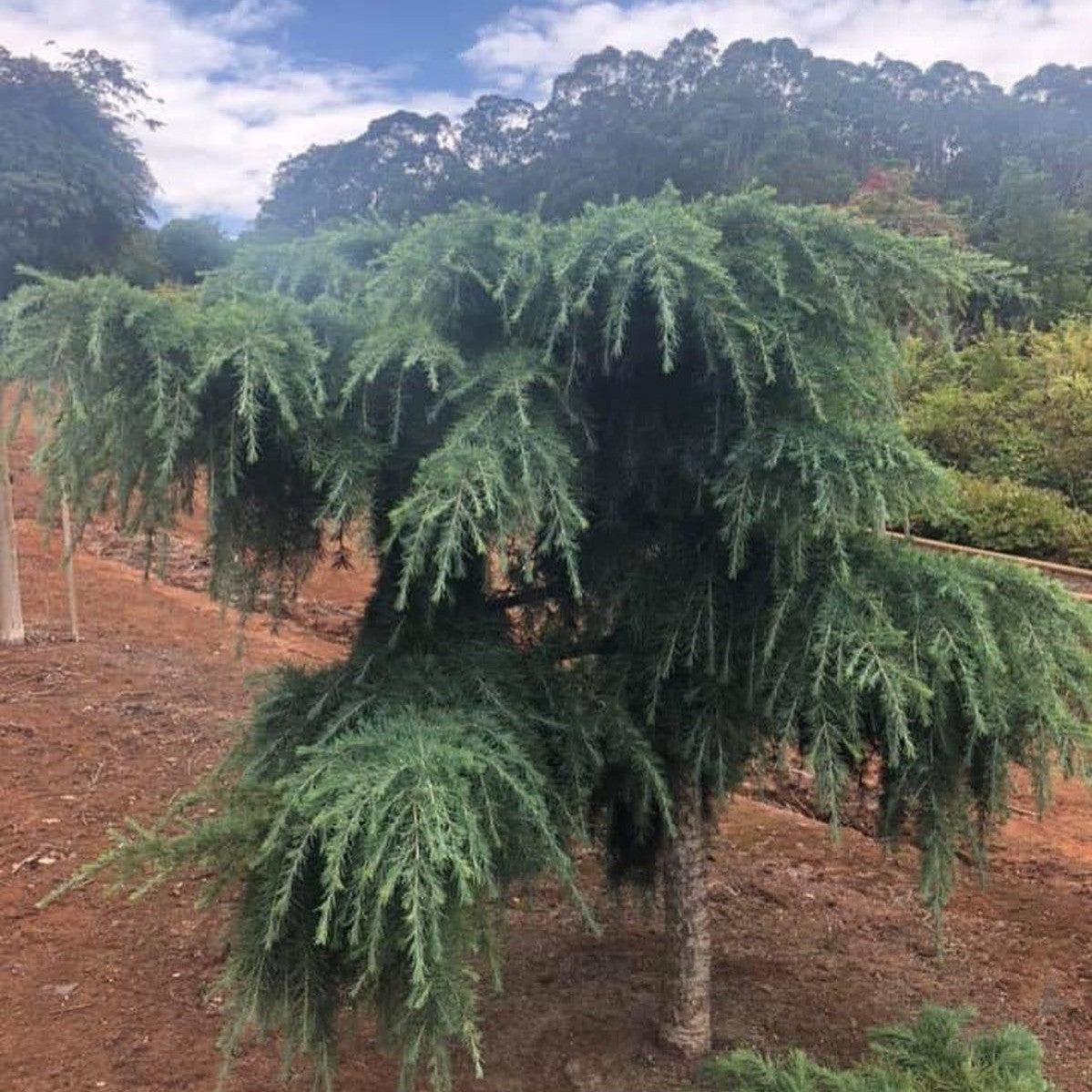 ヒマラヤシーダー cedrus deodara feelin blue 苗 【公式通販】 ヒマラヤシーダー cedrus deodara feelin blue 苗 【公式通販】