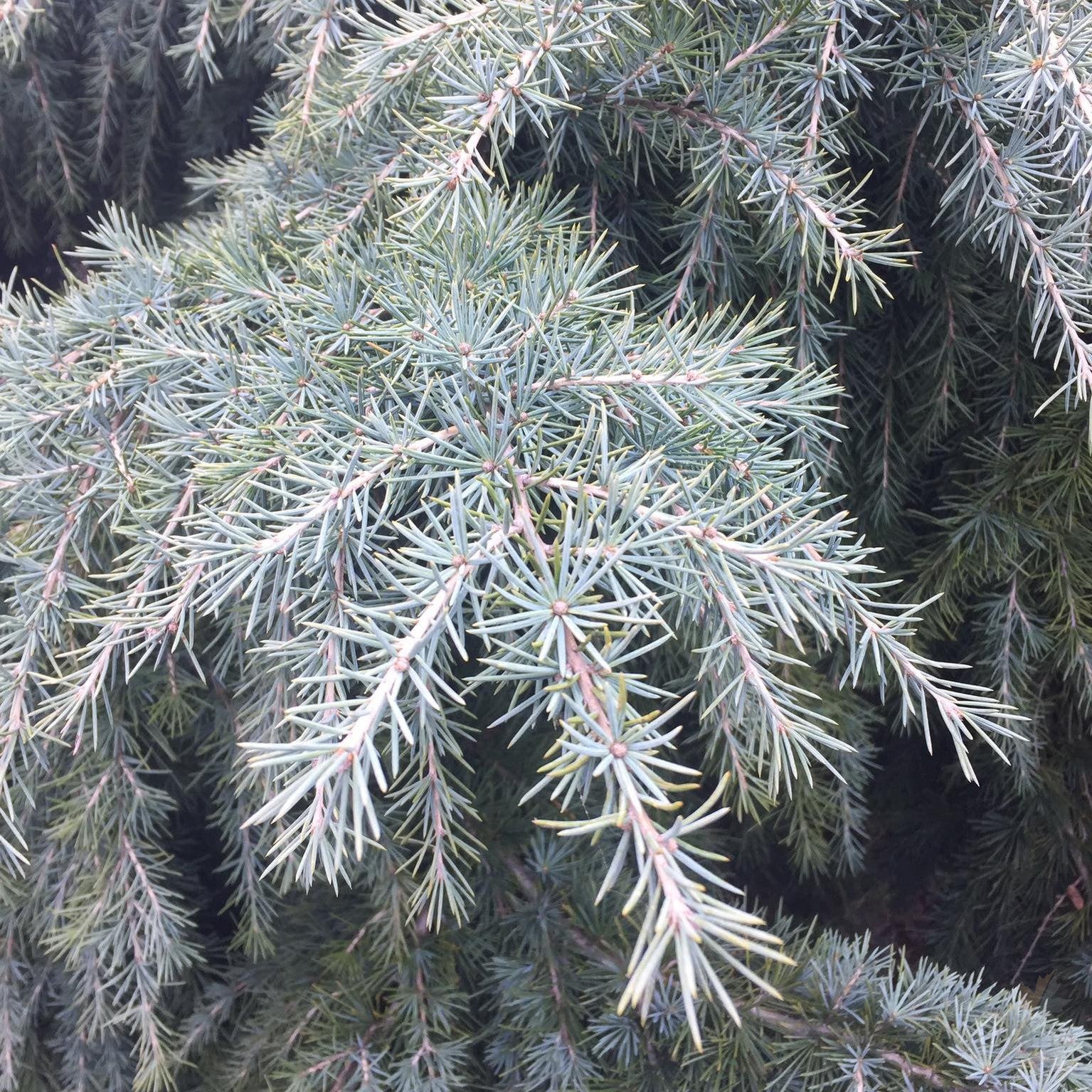 Cedrus deodara Mountain Beauty 3