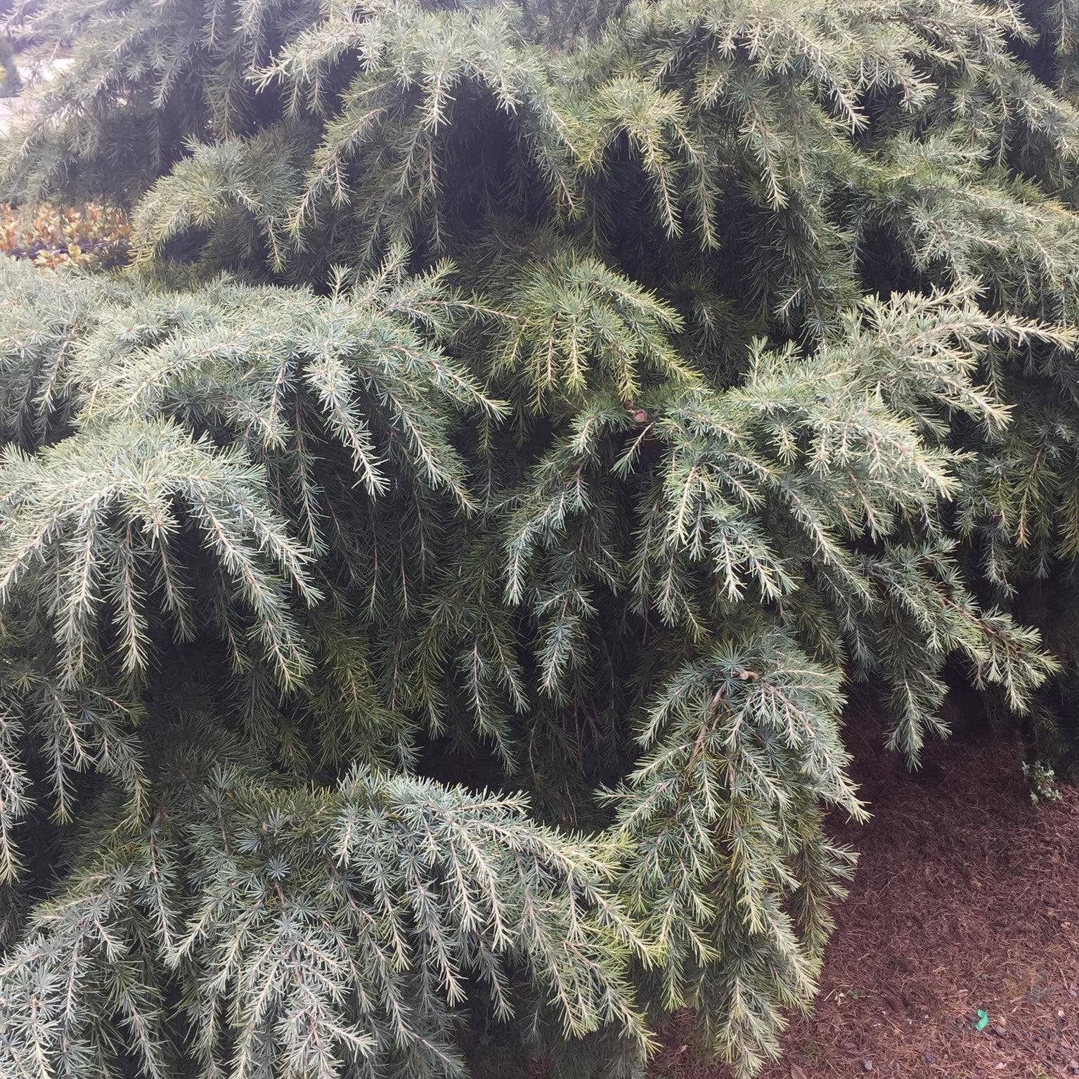 Cedrus deodara Mountain Beauty 4