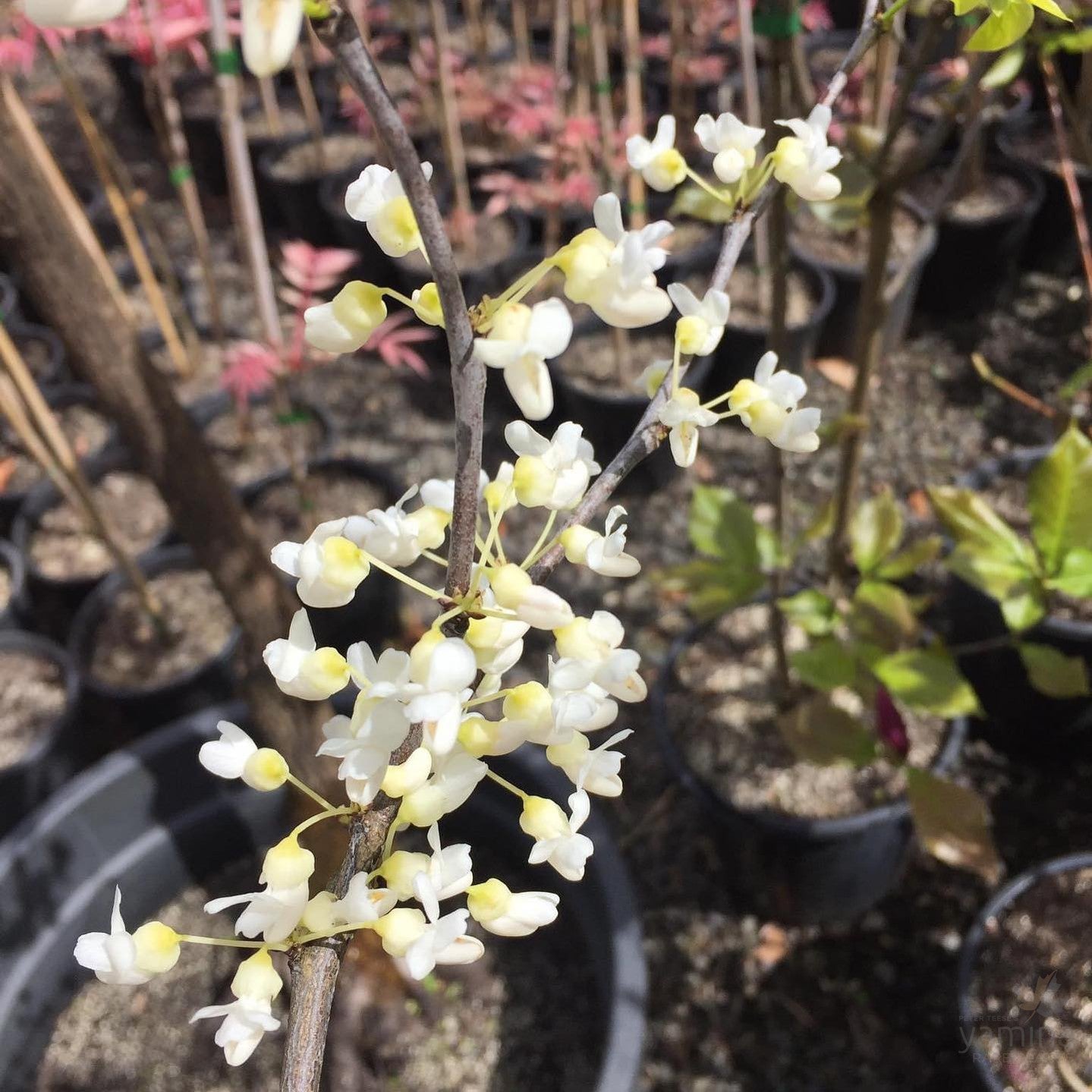 Cercis canadensis Alba 2