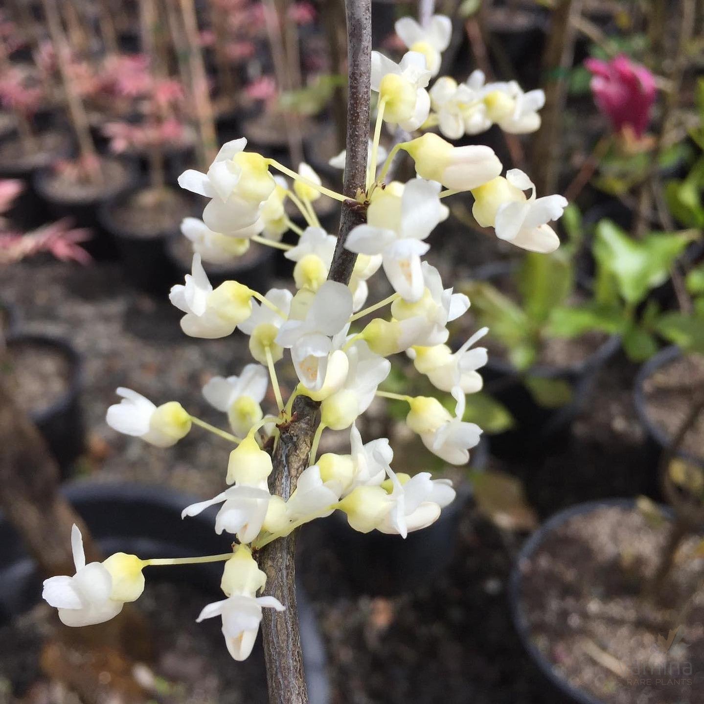 Cercis canadensis Alba 3