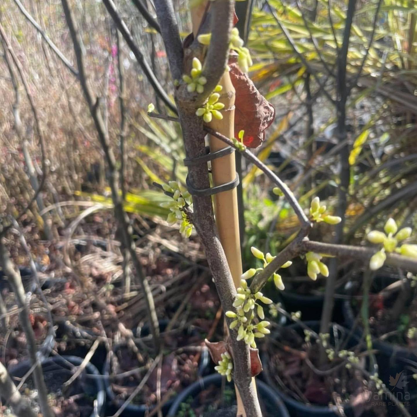 Cercis canadensis Alba 4