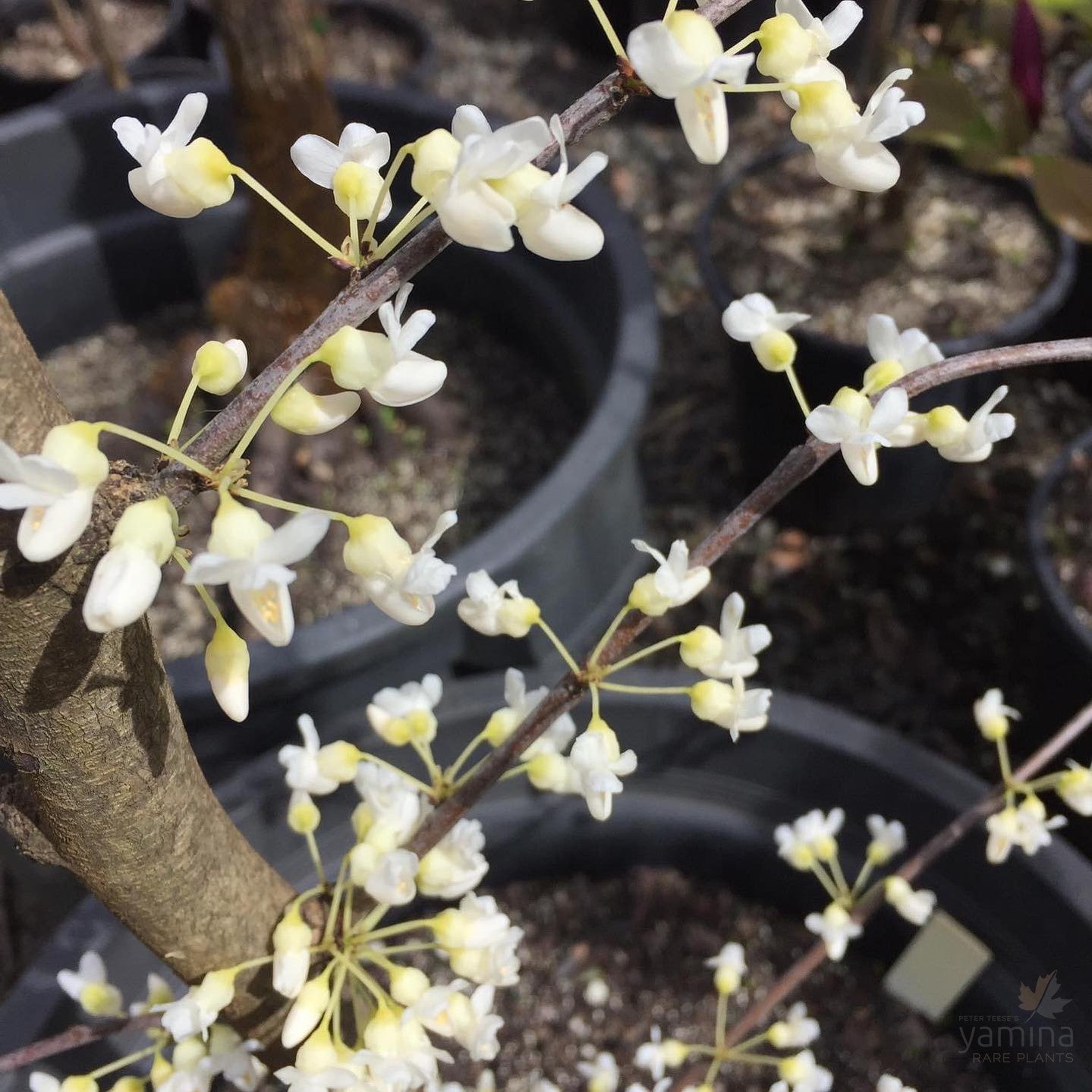 Cercis canadensis Alba 5