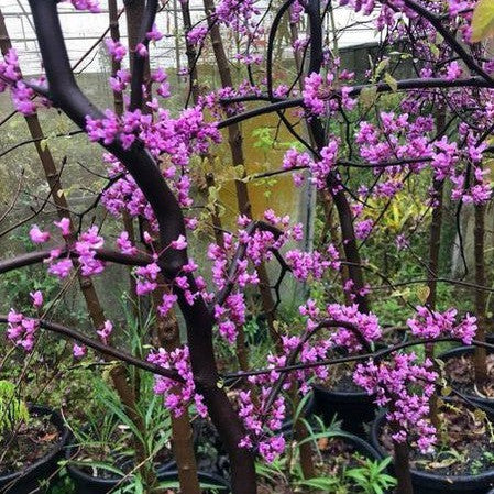 Cercis canadensis Covey  2