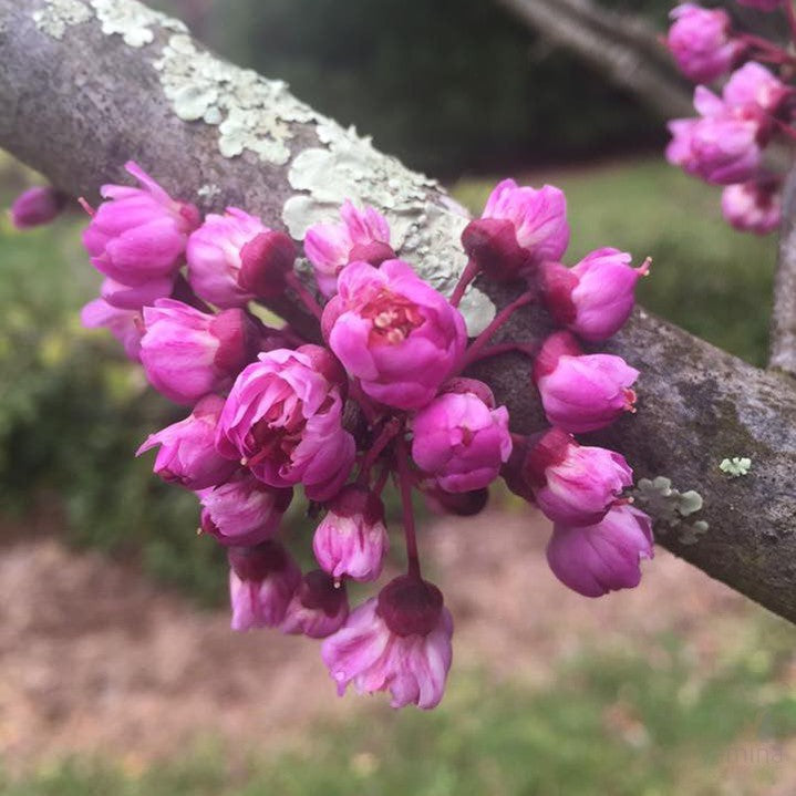 Cercis canadensis Flame 1