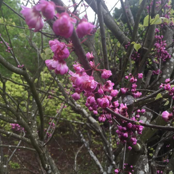 Cercis canadensis Flame 2