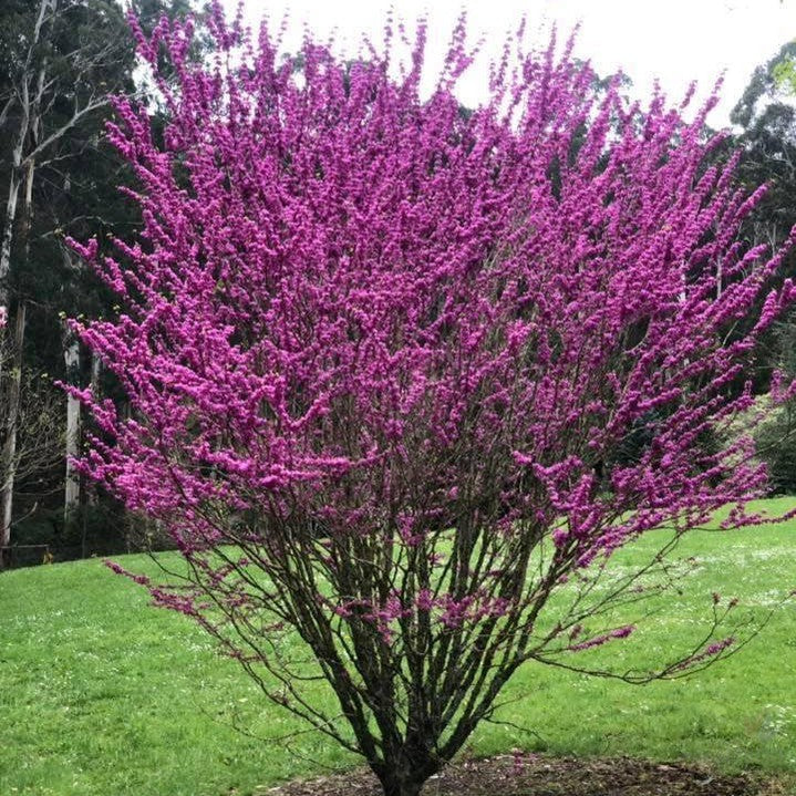 Cercis chinensis Avondale
