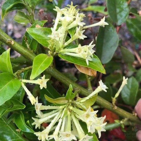 Cestrum nocturnum 1