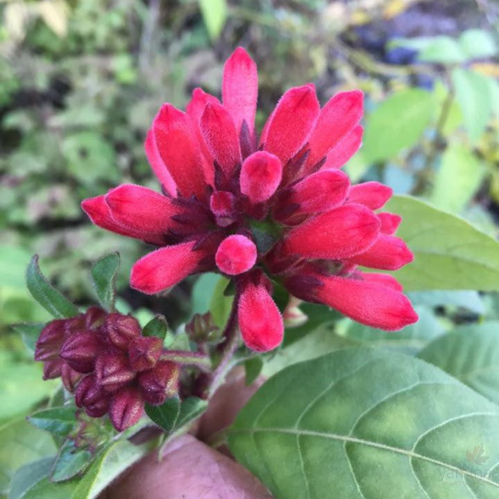 Cestrum x Santas Red Candles