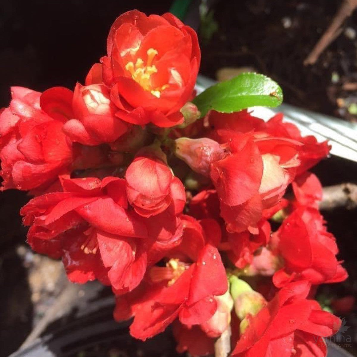 Chaenomeles japonica Double Red 1