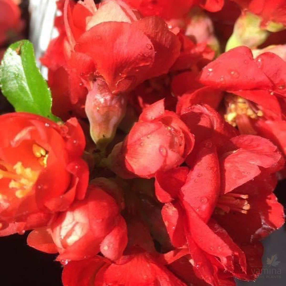 Chaenomeles japonica Double Red 2