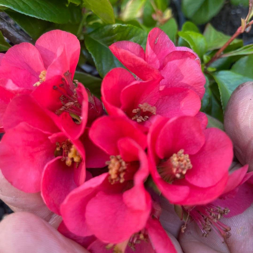 Chaenomeles japonica Winter Cheer (red) 1