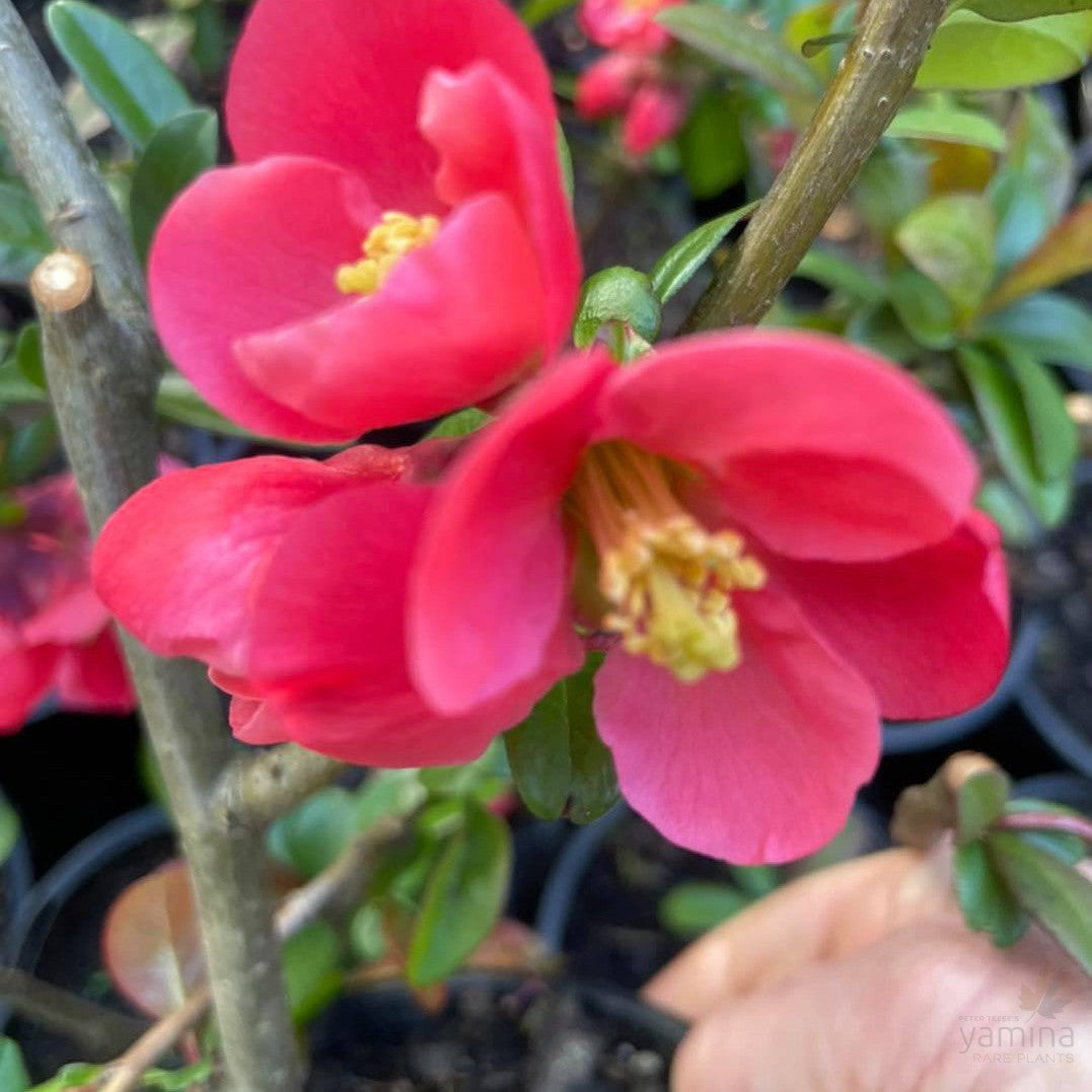 Chaenomeles japonica Winter Cheer (red) 2