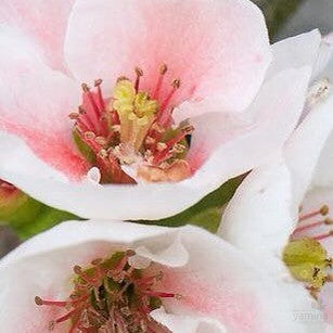 Chaenomeles speciosa Apple Blossom (pink) 1