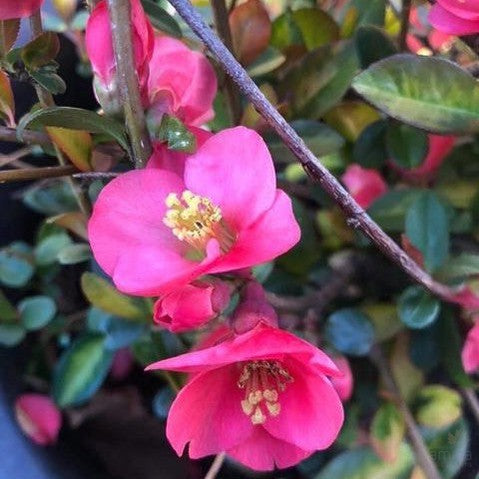 Chaenomeles speciosa Elma Mansfield 1
