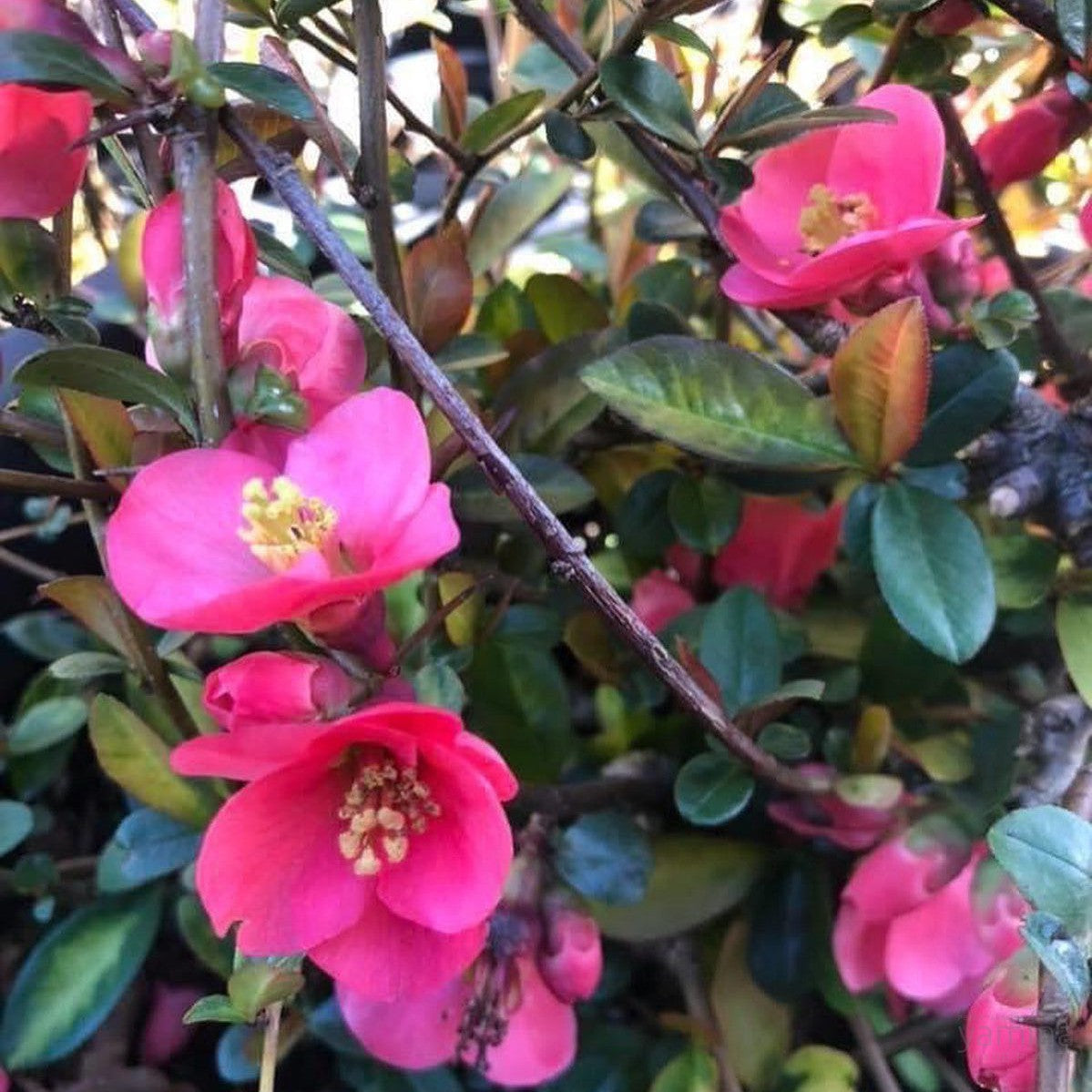 Chaenomeles speciosa Elma Mansfield 2