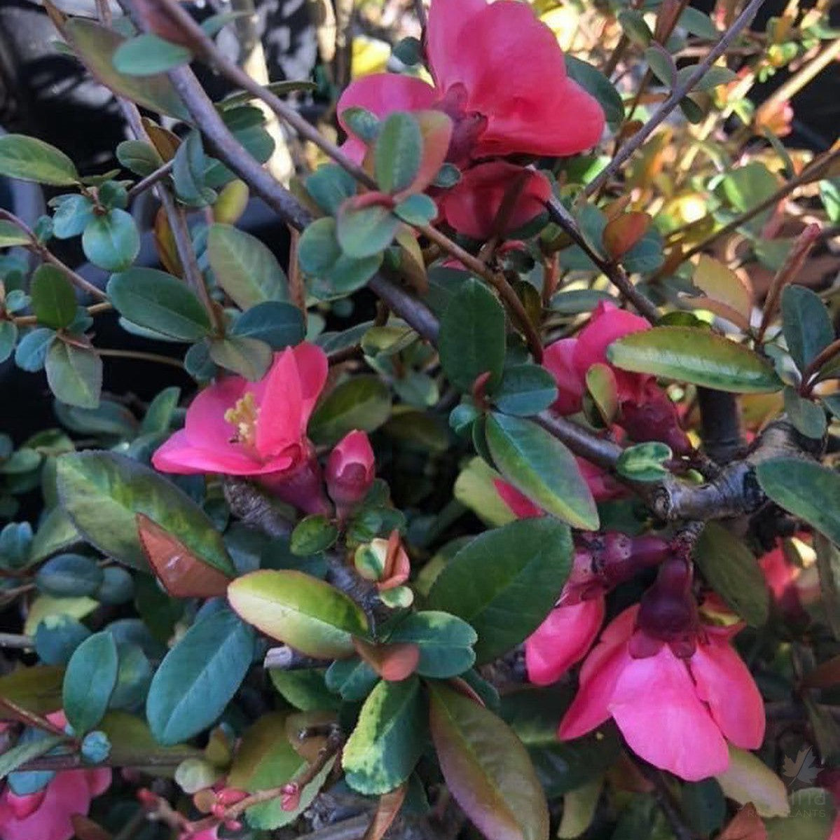 Chaenomeles speciosa Elma Mansfield 3