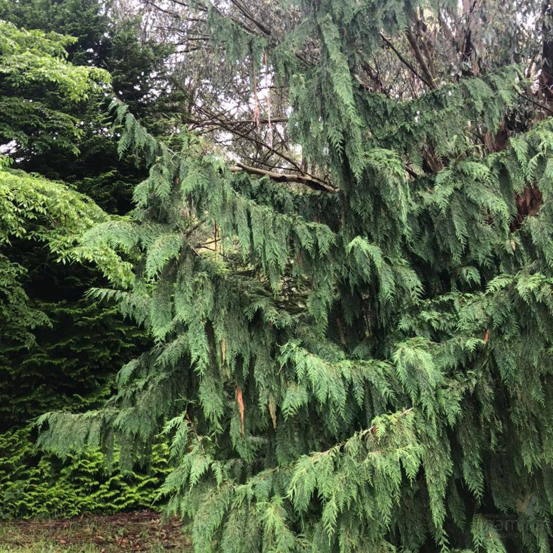 Chamaecyparis nootkatensis Pendula 1