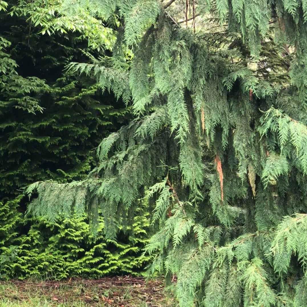 Chamaecyparis nootkatensis Pendula 2
