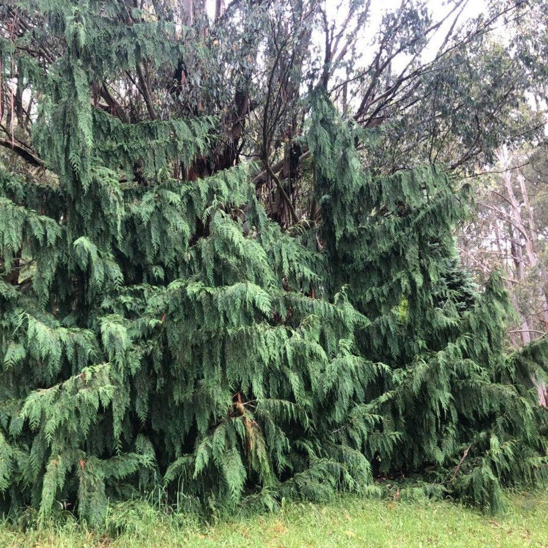 Chamaecyparis nootkatensis Pendula 3