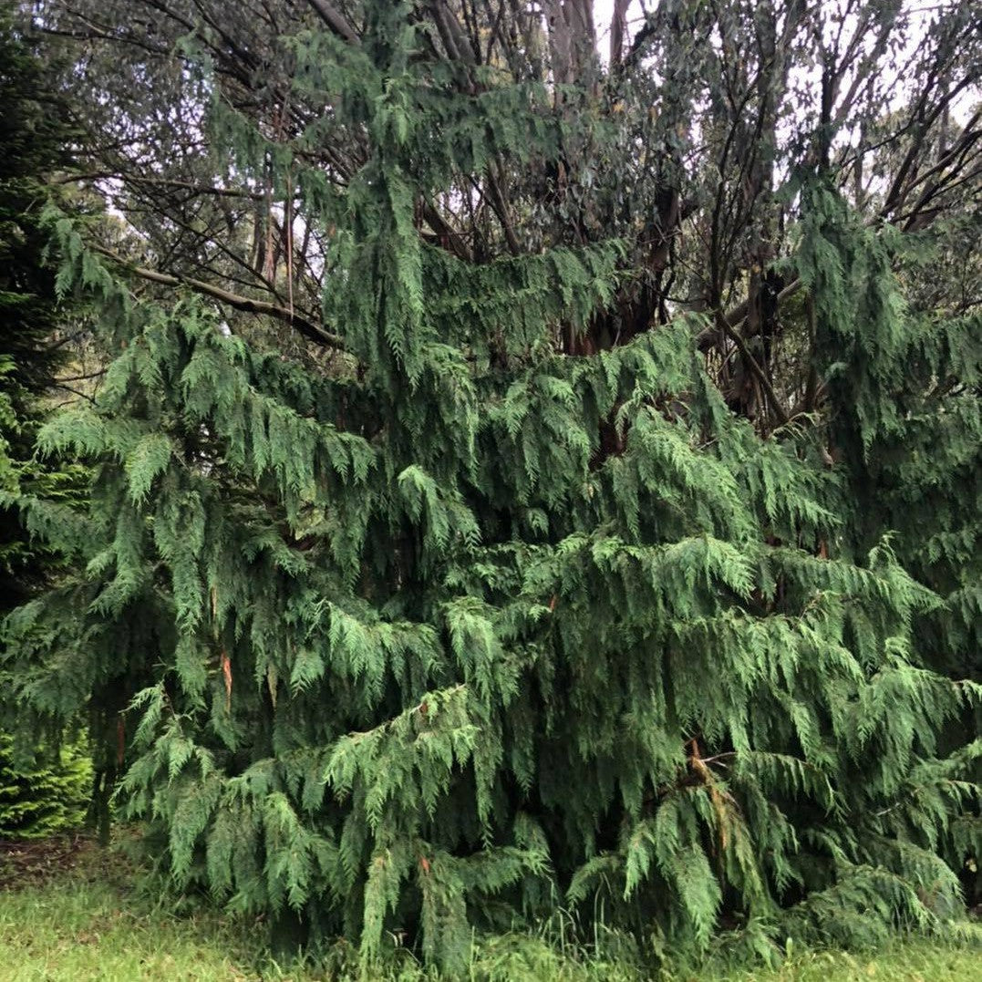 Chamaecyparis nootkatensis Pendula 4