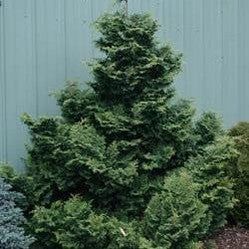 Chamaecyparis obtusa Kosteri 1