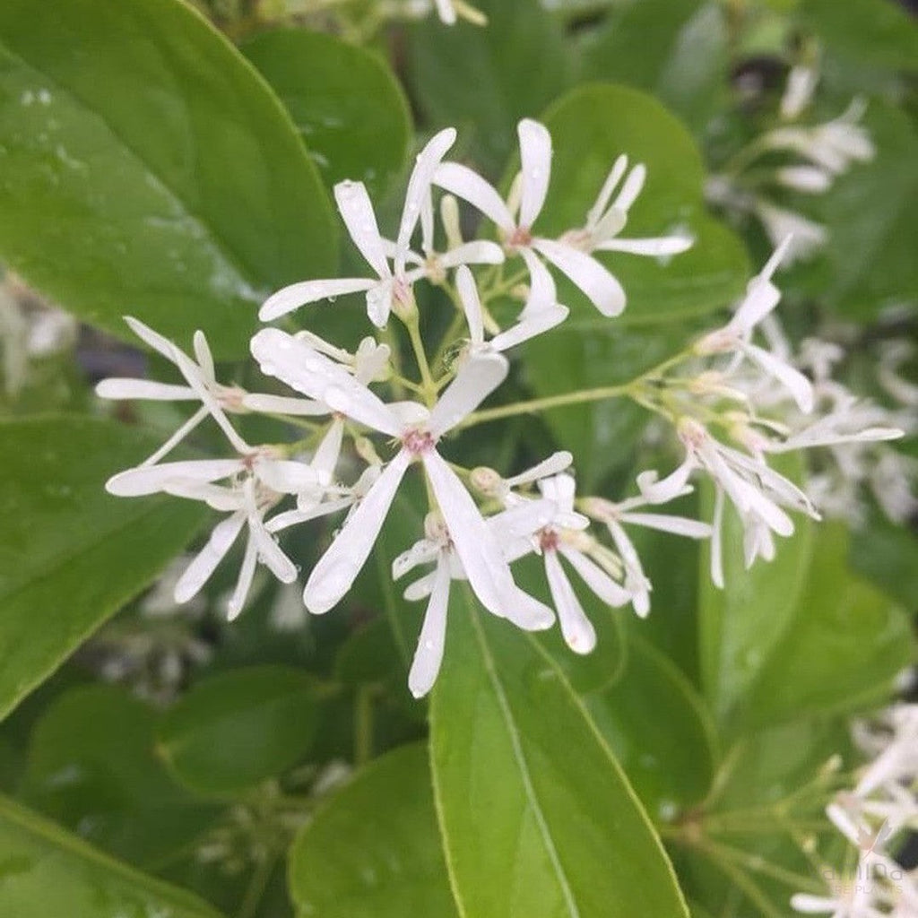Chionanthus virginicus (Fringe Tree)