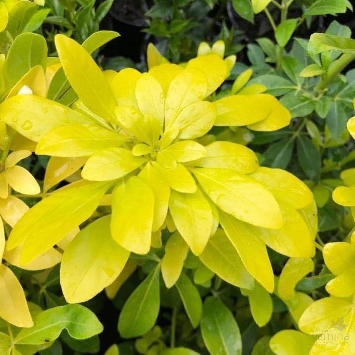 Choisya ternata Sundance 1