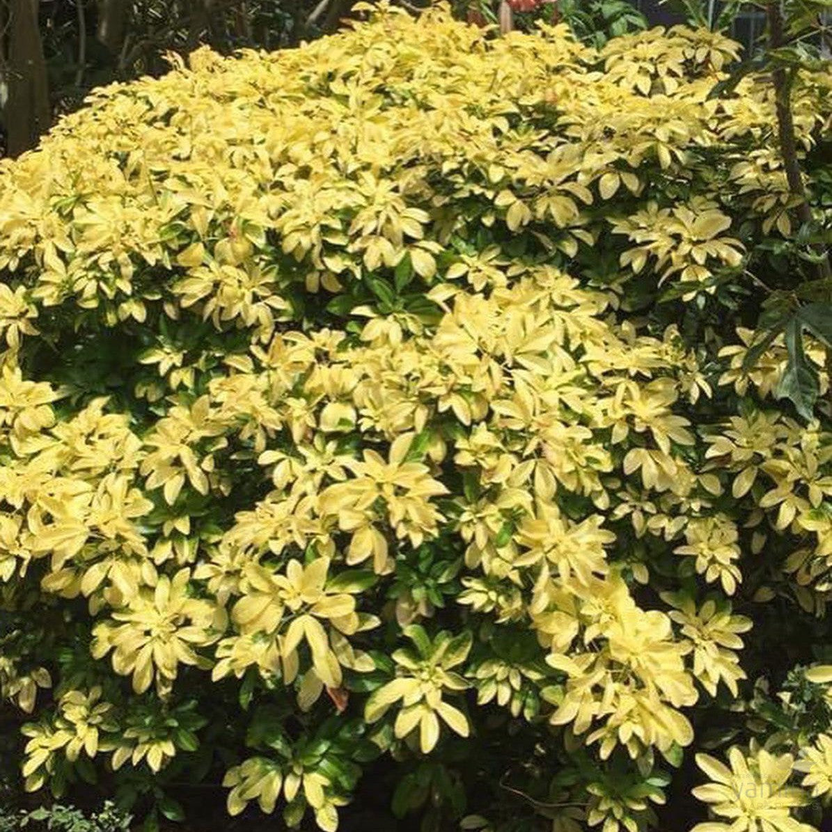 Choisya ternata Sundance 2